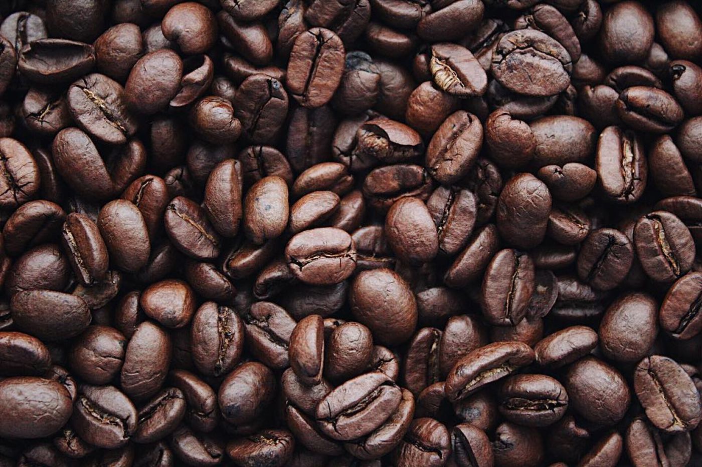 Perkebunan kopi hijau di pegunungan